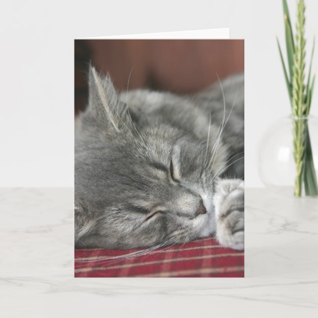 Napping Tabby katt Notecard Kort (Framsida)