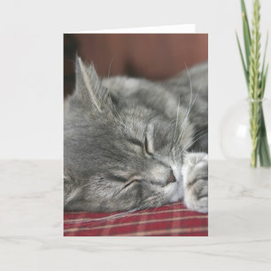 Napping Tabby katt Notecard Kort