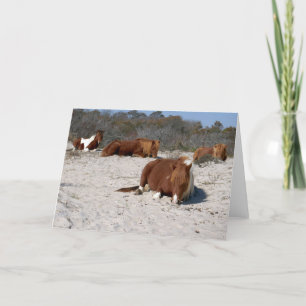 Napping Vild Ponies at Assateague nationalpark Kort