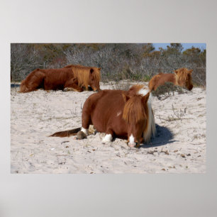 Napping Vild Ponies at Assateague nationalpark Poster