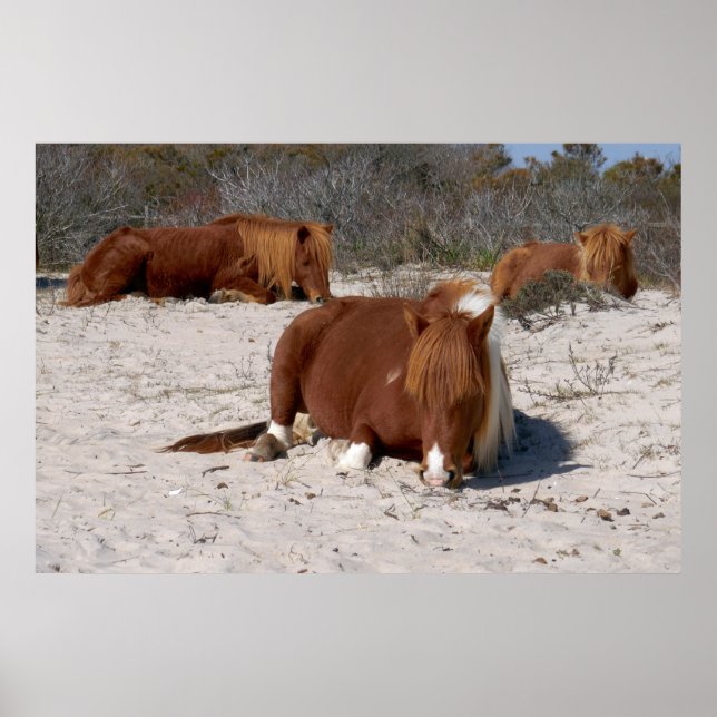 Napping Vild Ponies at Assateague nationalpark Poster (Framsidan)