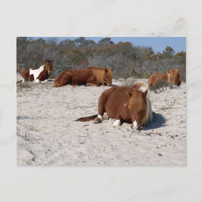 Napping Vild Ponies at Assateague nationalpark Vykort (Framsida)