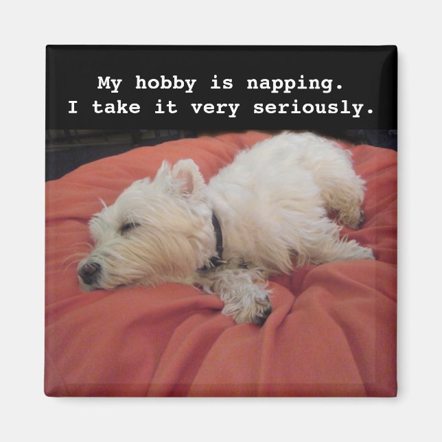 Napping Westie Photo Magnet (Framsidan)