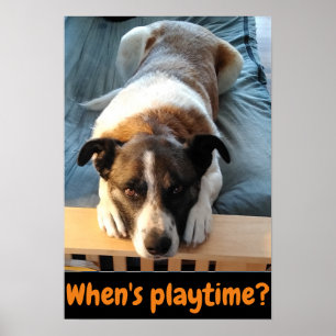 När är speltiden? söt hund poster