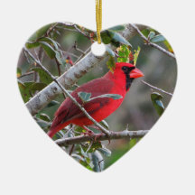 När en kardinal uppträder en loved från himlen är