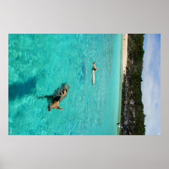 När Grisar Simma Poster (Framsidan)