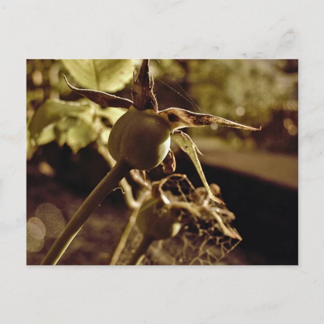 När Kärlek har borta.. Vykort (Framsida)