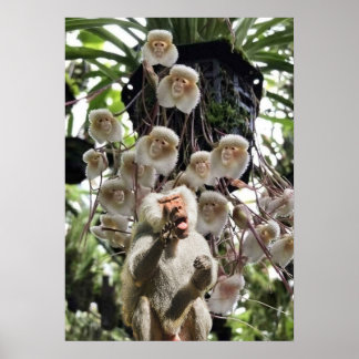 När naturen kopierar naturen. poster