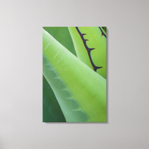Nära Agave Canvastryck
