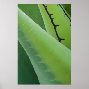 Nära Agave Poster