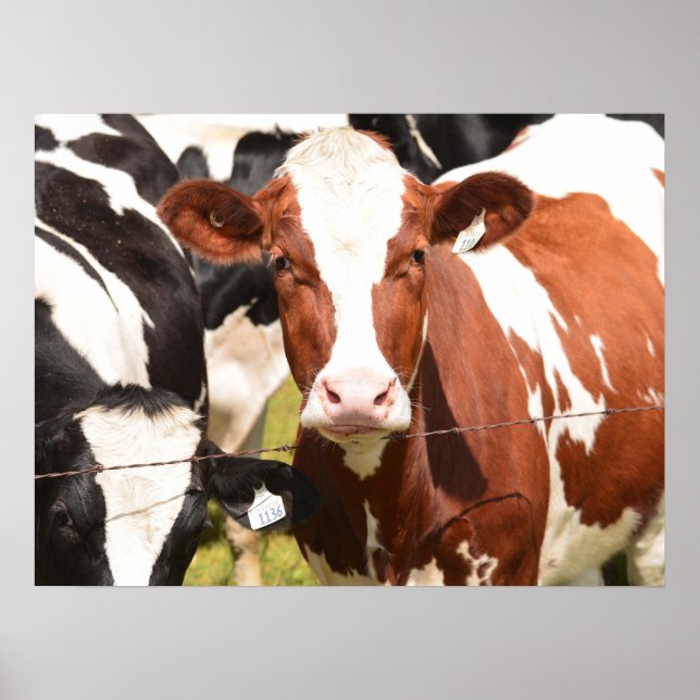 Nära Ansikte i Red, White Holstein Dairy Cow Poster (Framsidan)
