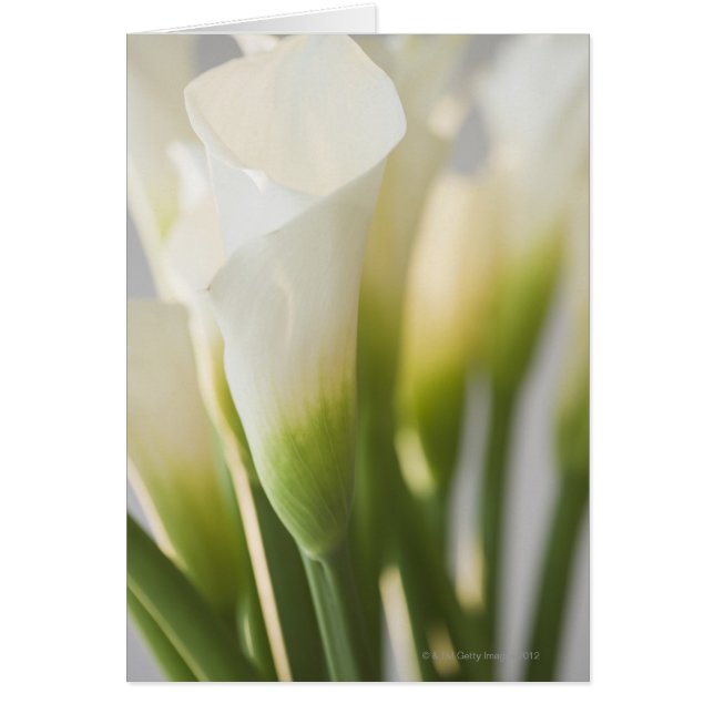 Nära blommor hälsningskort (Framsidan)