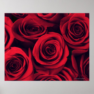 Nära blommorna från röd ros. poster