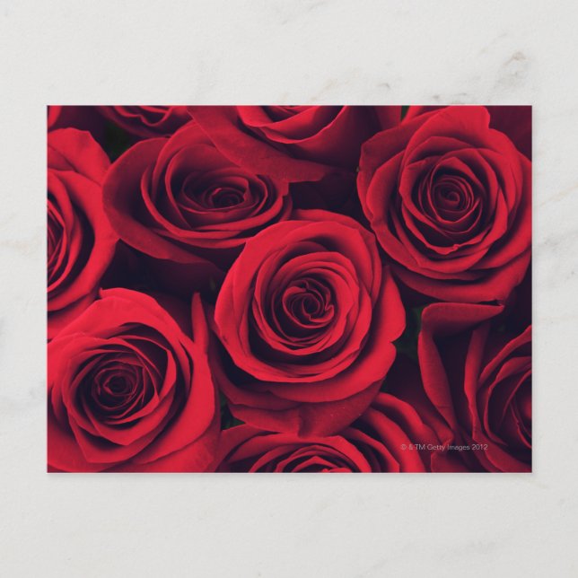 Nära blommorna från röd ros. vykort (Framsida)