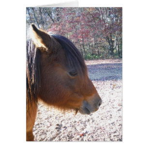 Nära Brown-hästen, Little Brown Pony Hälsningskort