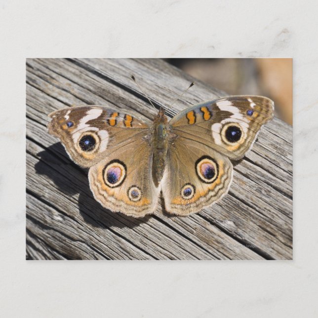 Nära buckeye-fjäril (Junonia) Vykort (Framsida)