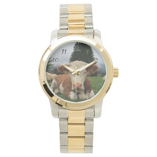 Nära en brun och vit ko som lägger ner armbandsur (Framsida)
