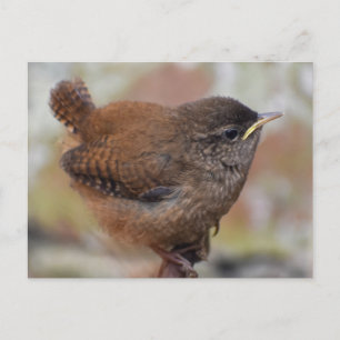 Nära en Cute Young Wren Vykort