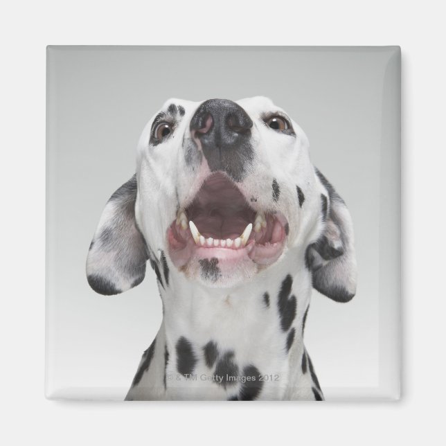 Nära en Dalmatisk hund Magnet (Framsidan)