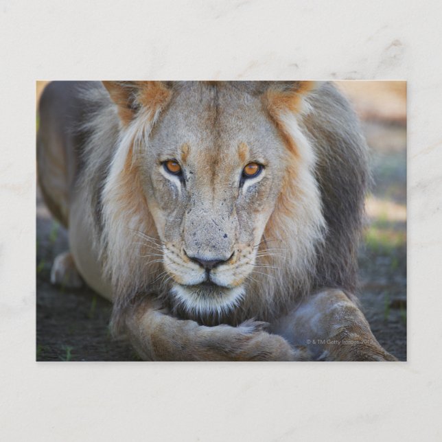 nära en manlig lejon, Panthera leo, Vykort (Framsida)