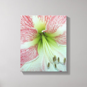 nära en öppen röd och vit Amaryllis-blomma Canvastryck