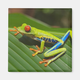 Nära en röd Eyed Träd Frog på löv Magnet