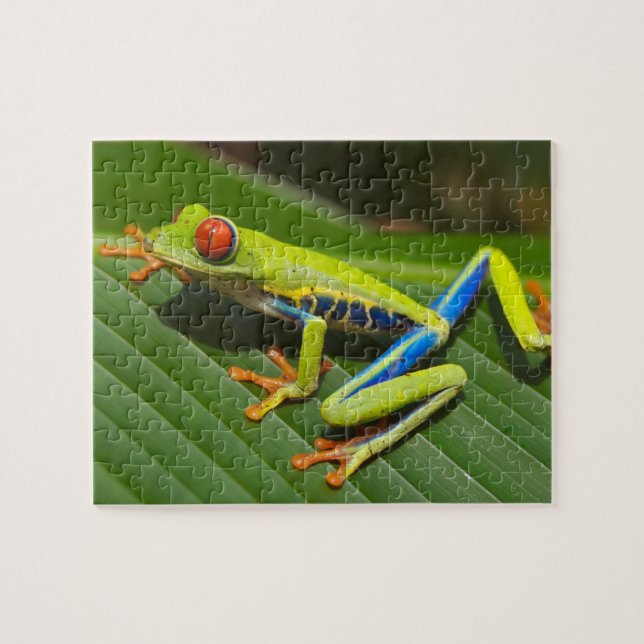 Nära en röd Eyed Träd Frog på löv Pussel (Horisontell)