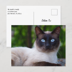 Nära en siamesisk katt med blå Ögon Vykort