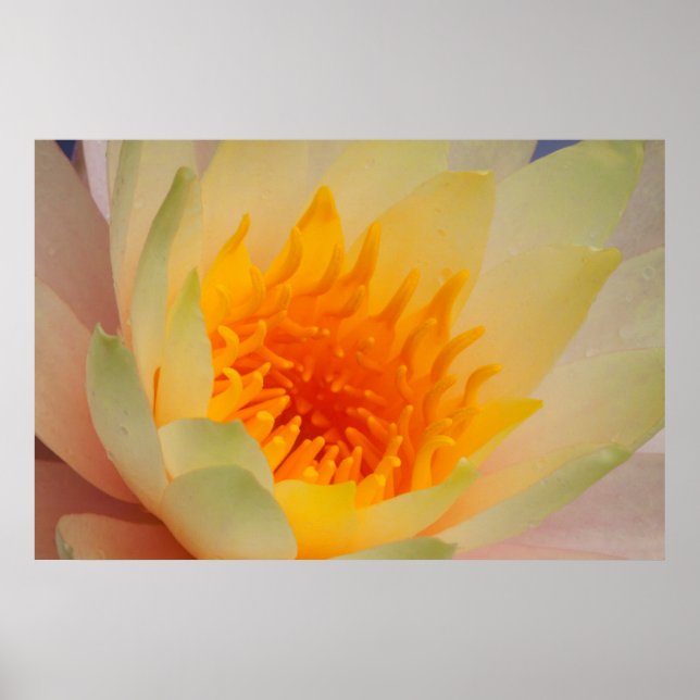 Nära en Vatten Lily Poster (Framsidan)
