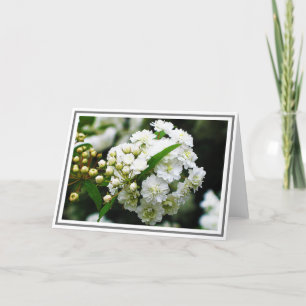 Nära foto av Dubbla Möhippa Krandespirea Kort