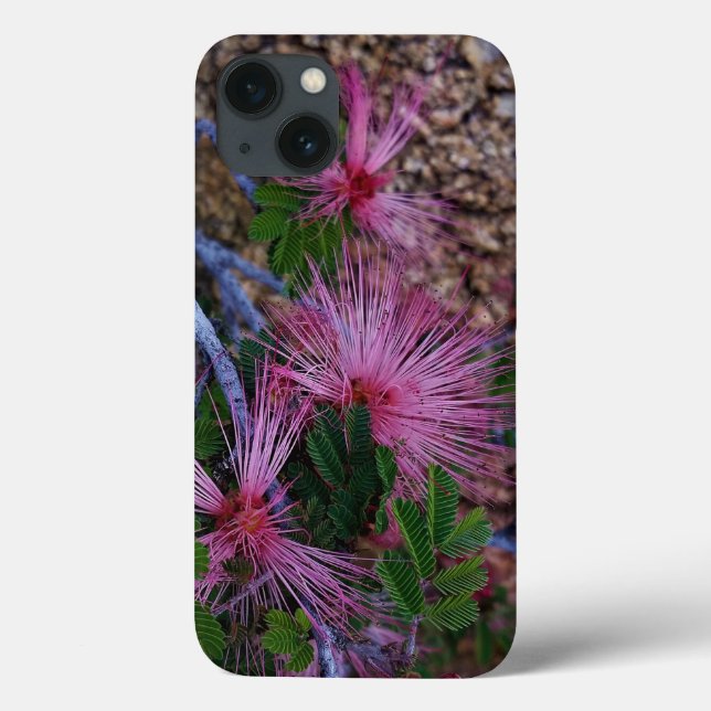 Nära foto av Rosa Fairy Duster Flowers (Baksida)