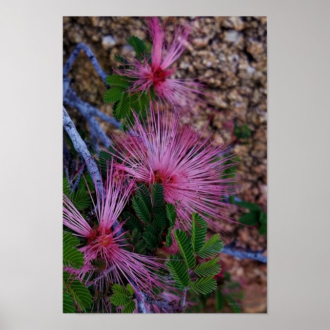 Nära foto av Rosa Fairy Duster Flowers Poster (Framsidan)