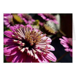 Nära foto för ro Lila African Daisy Close-Up Hälsningskort