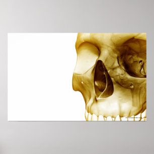 Nära framsidan av hjärnan inuti skallen poster