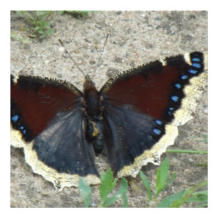 Nära Gorgous Mourning Cloak Butterfly Fototryck
