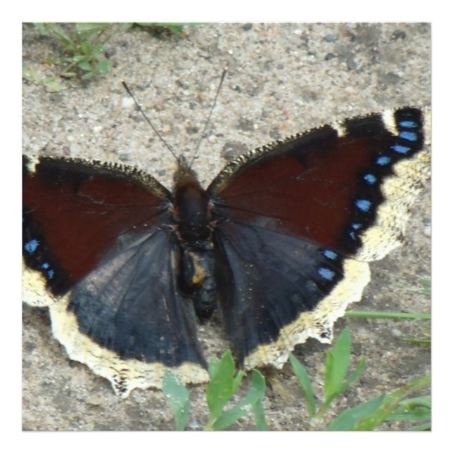 Nära Gorgous Mourning Cloak Butterfly Fototryck (Framsidan)