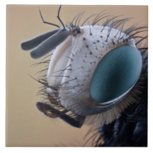 Nära Insekt Kryp Head