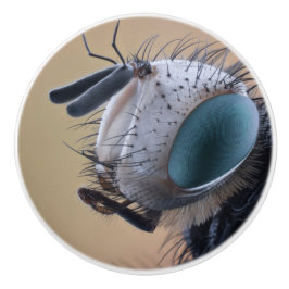 Nära Insekt Kryp Head Knopp