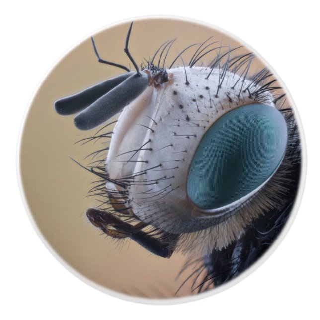 Nära Insekt Kryp Head Knopp (Framsidan)