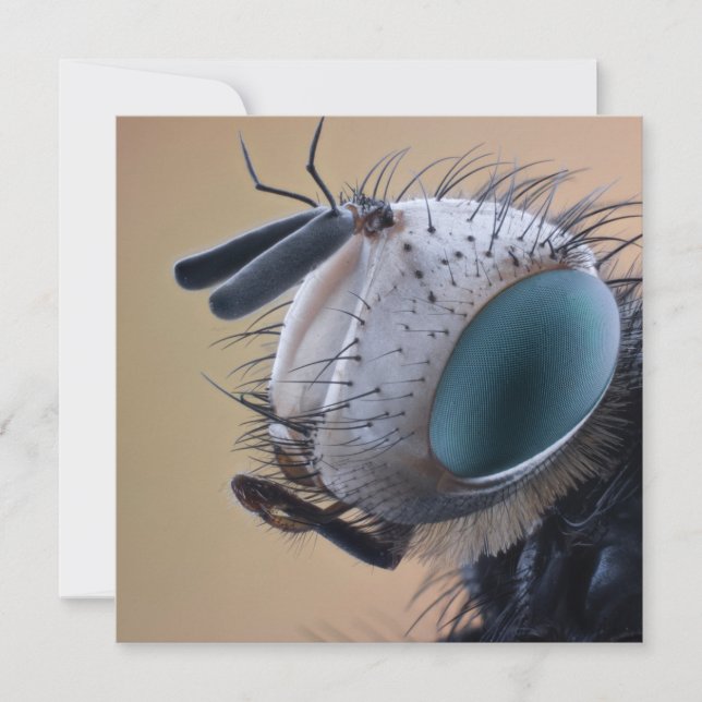 Nära Insekt Kryp Head Kort (Framsida)