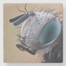 Nära Insekt Kryp Head