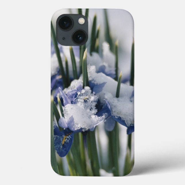 Nära Iris (Baksida)