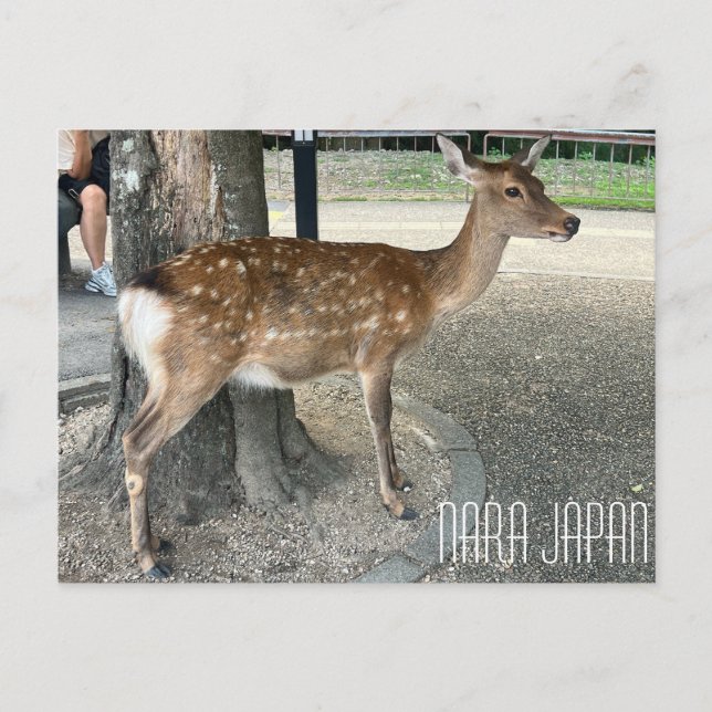 Nara Japan Hjort Postkort Vykort (Framsida)