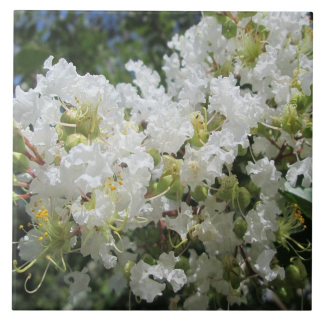 Nära kräppmyrtenträd kakelplatta (Framsidan)