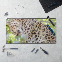Nära Leopard Photo