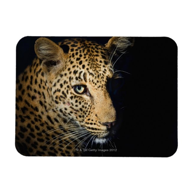 Nära Leopard, Underbarare Kruger National Magnet (Horisontell)