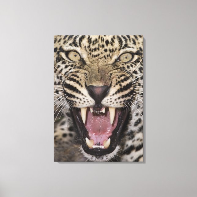 Nära leopardyngel canvastryck (Framsida)