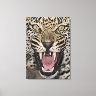 Nära leopardyngel canvastryck