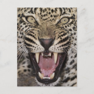 Nära leopardyngel vykort