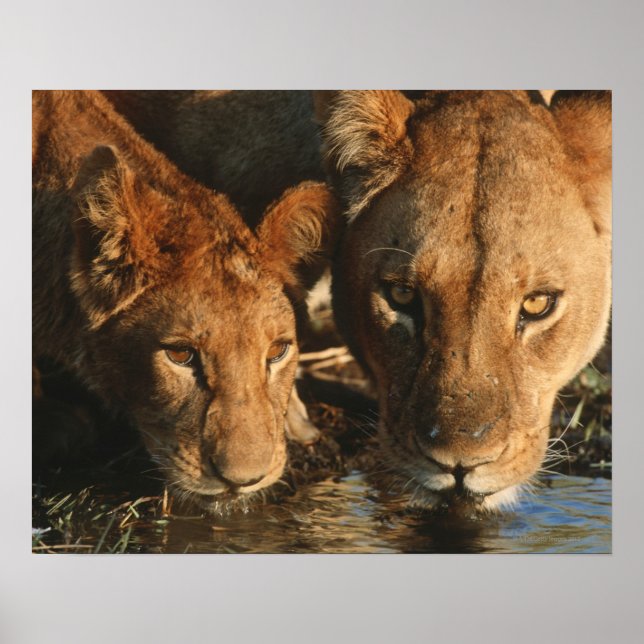 Nära Lioness (Panthera leo) och unge Poster (Framsidan)